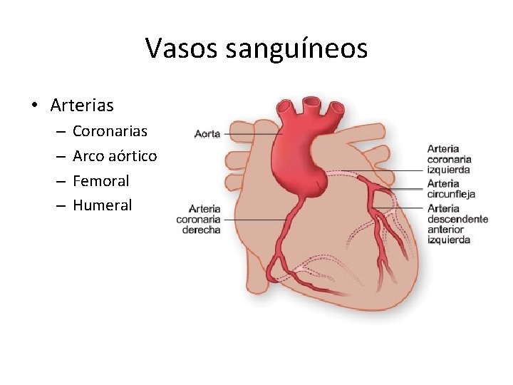 Vasos sanguíneos • Arterias – – Coronarias Arco aórtico Femoral Humeral 