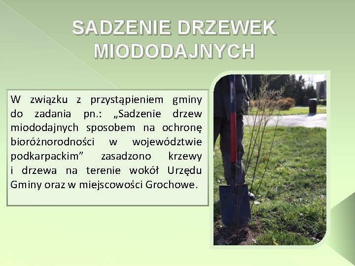 SADZENIE DRZEWEK MIODODAJNYCH W związku z przystąpieniem gminy do zadania pn. : „Sadzenie drzew