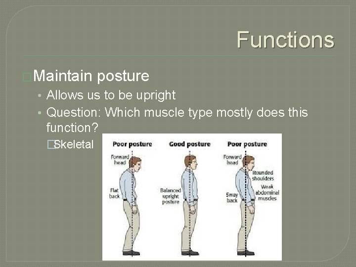 Functions �Maintain posture • Allows us to be upright • Question: Which muscle type