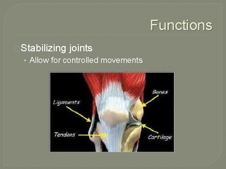 Functions �Stabilizing joints • Allow for controlled movements 