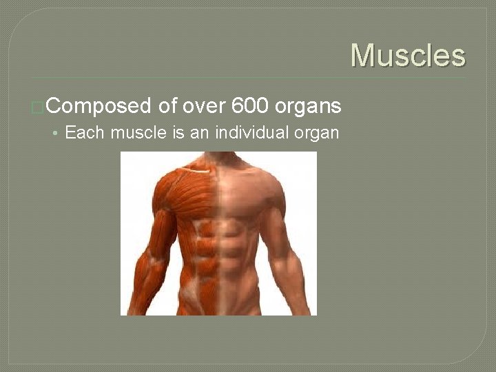 Muscles �Composed of over 600 organs • Each muscle is an individual organ 