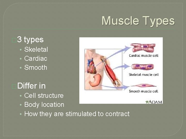 Muscle Types � 3 types • Skeletal • Cardiac • Smooth �Differ in •
