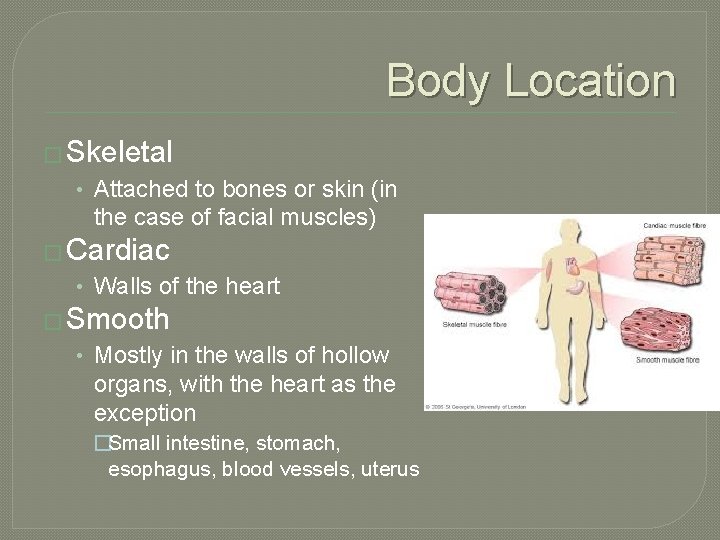 Body Location � Skeletal • Attached to bones or skin (in the case of