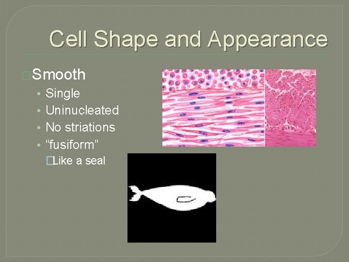 Cell Shape and Appearance �Smooth • • Single Uninucleated No striations “fusiform” �Like a