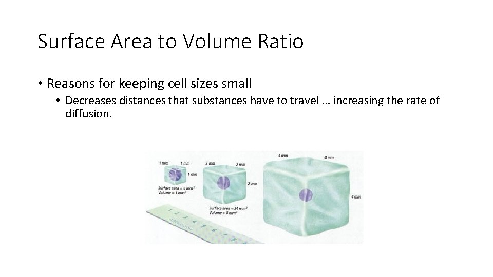 Surface Area to Volume Ratio • Reasons for keeping cell sizes small • Decreases