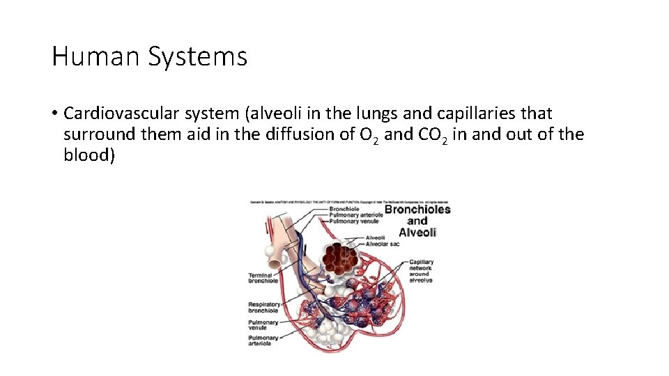 Human Systems • Cardiovascular system (alveoli in the lungs and capillaries that surround them