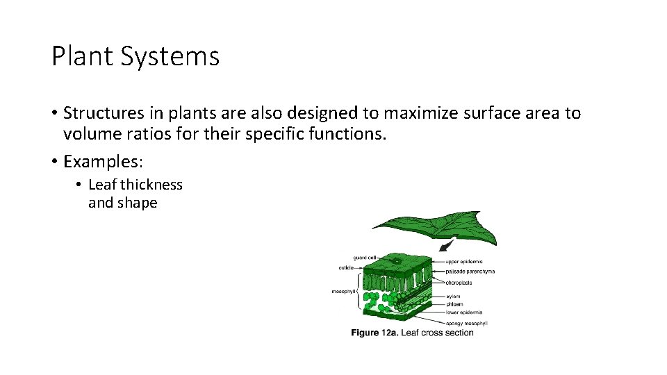 Plant Systems • Structures in plants are also designed to maximize surface area to