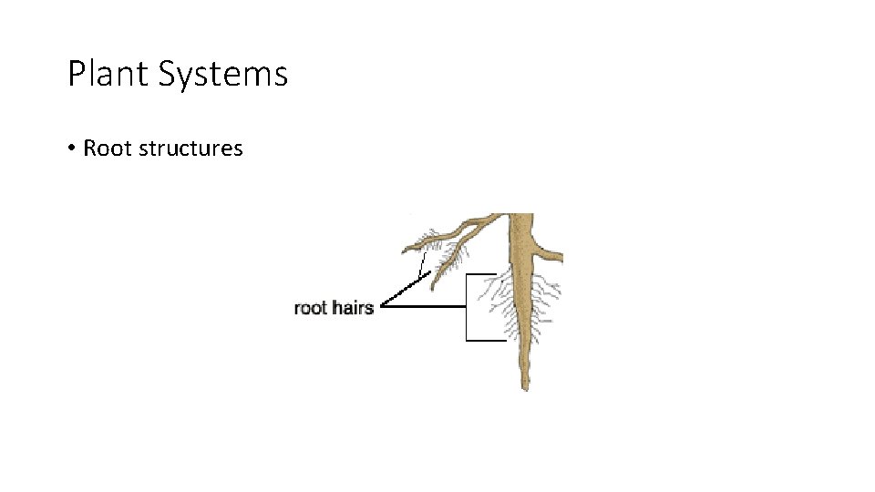 Plant Systems • Root structures 