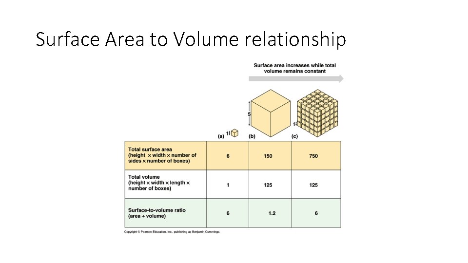 Surface Area to Volume relationship 