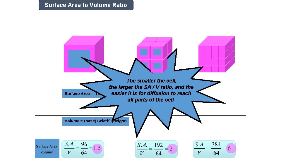 Surface Area to Volume Ratio • If we were to watch nutrients being absorbed