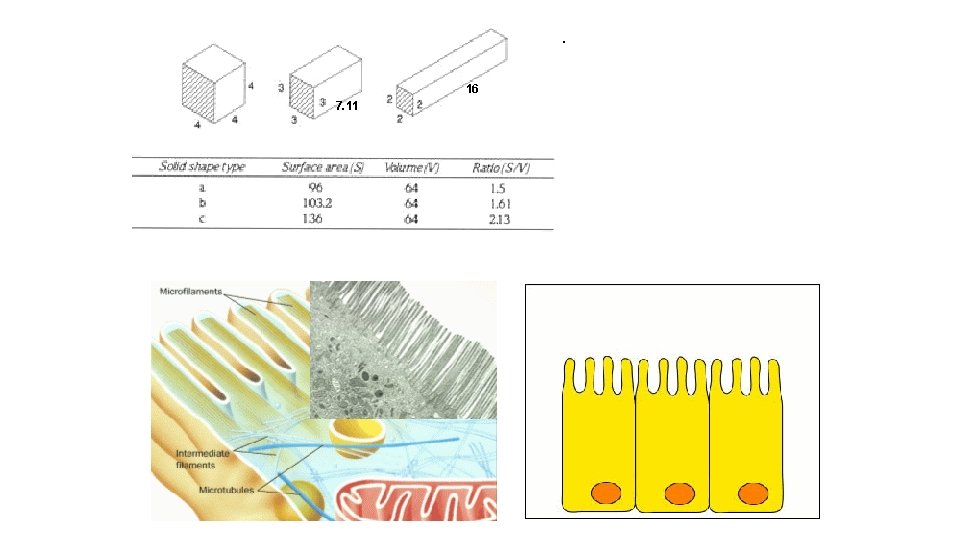  • Shape also affects surface area to volume ratio. 16 7. 11 •