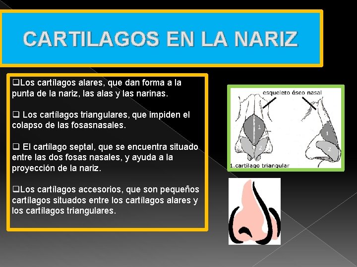 CARTILAGOS EN LA NARIZ q. Los cartílagos alares, que dan forma a la punta