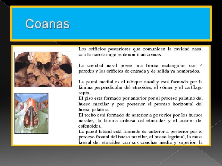 Coanas 