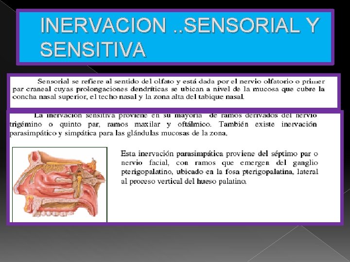 INERVACION. . SENSORIAL Y SENSITIVA 