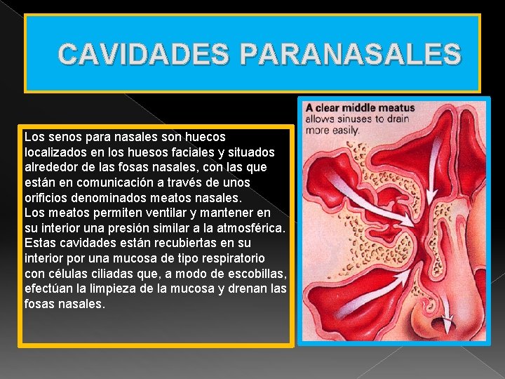 CAVIDADES PARANASALES Los senos para nasales son huecos localizados en los huesos faciales y