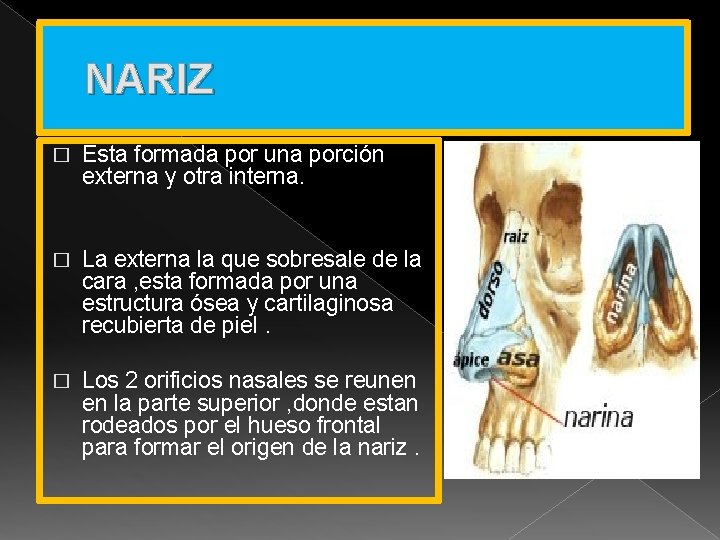 NARIZ � Esta formada por una porción externa y otra interna. � La externa