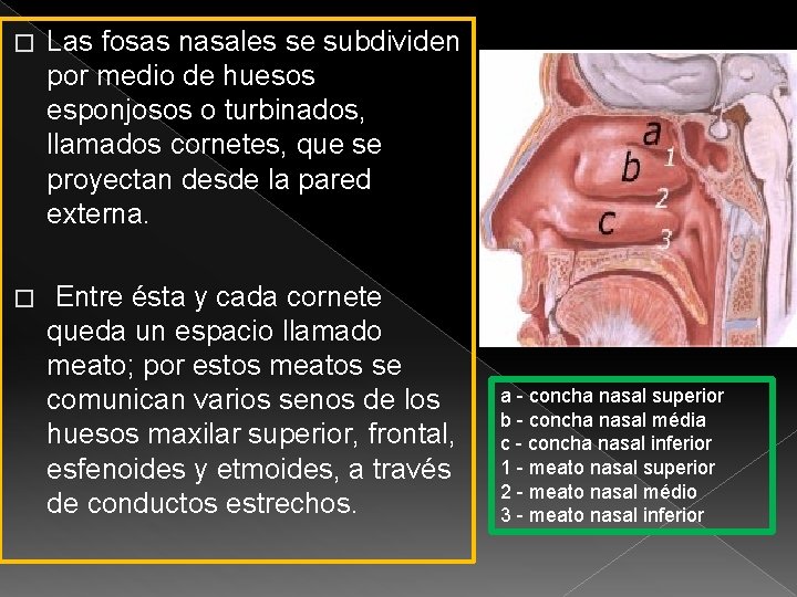 � Las fosas nasales se subdividen por medio de huesos esponjosos o turbinados, llamados