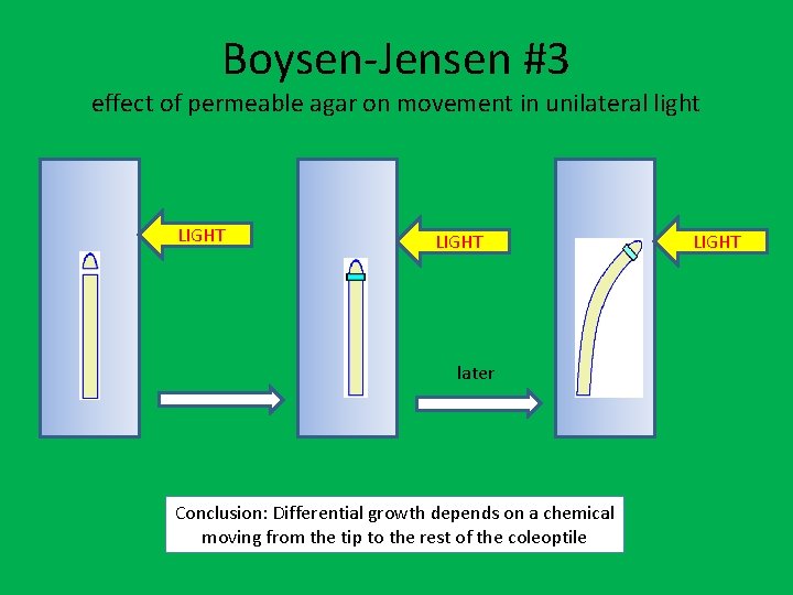 Boysen-Jensen #3 effect of permeable agar on movement in unilateral light LIGHT later Conclusion: Boysen-Jensen #3 effect of permeable agar on movement in unilateral light LIGHT later Conclusion: