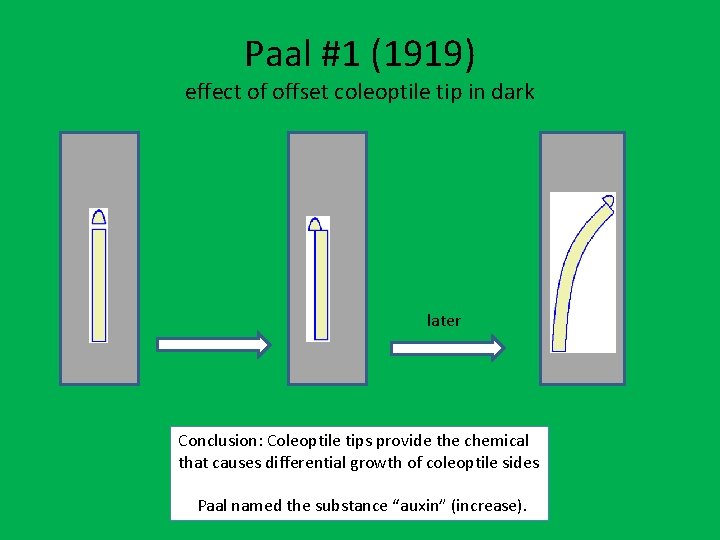 Paal #1 (1919) effect of offset coleoptile tip in dark later Conclusion: Coleoptile tips