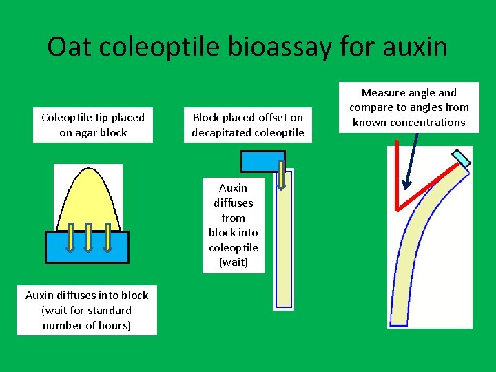 Oat coleoptile bioassay for auxin Coleoptile tip placed on agar block Block placed offset Oat coleoptile bioassay for auxin Coleoptile tip placed on agar block Block placed offset