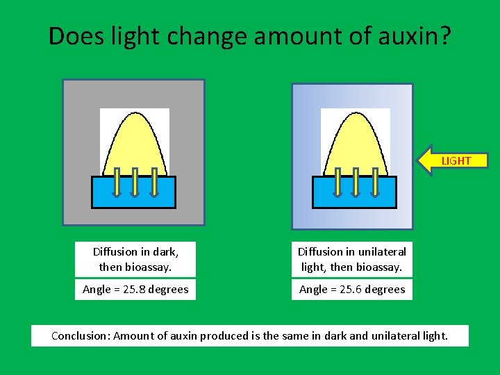 Does light change amount of auxin? LIGHT Diffusion in dark, then bioassay. Diffusion in