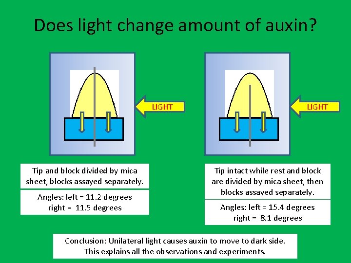 Does light change amount of auxin? LIGHT Tip and block divided by mica sheet,