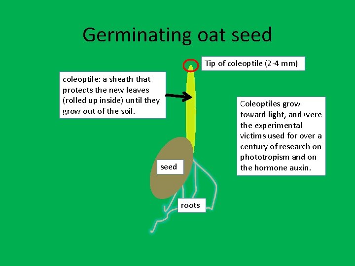 Germinating oat seed Tip of coleoptile (2 -4 mm) coleoptile: a sheath that protects