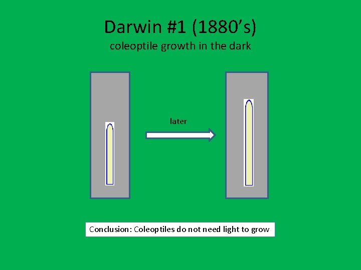 Darwin #1 (1880’s) coleoptile growth in the dark later Conclusion: Coleoptiles do not need