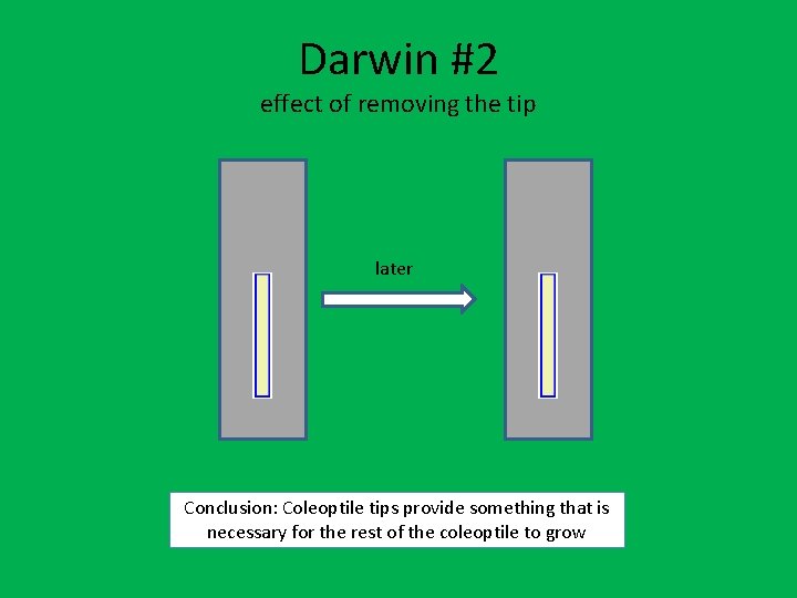 Darwin #2 effect of removing the tip later Conclusion: Coleoptile tips provide something that Darwin #2 effect of removing the tip later Conclusion: Coleoptile tips provide something that