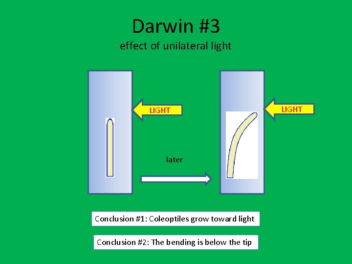Darwin #3 effect of unilateral light LIGHT later Conclusion #1: Coleoptiles grow toward light