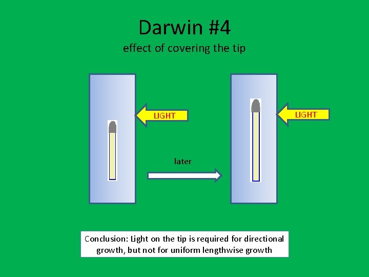 Darwin #4 effect of covering the tip LIGHT later Conclusion: Light on the tip Darwin #4 effect of covering the tip LIGHT later Conclusion: Light on the tip