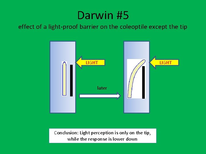 Darwin #5 effect of a light-proof barrier on the coleoptile except the tip LIGHT