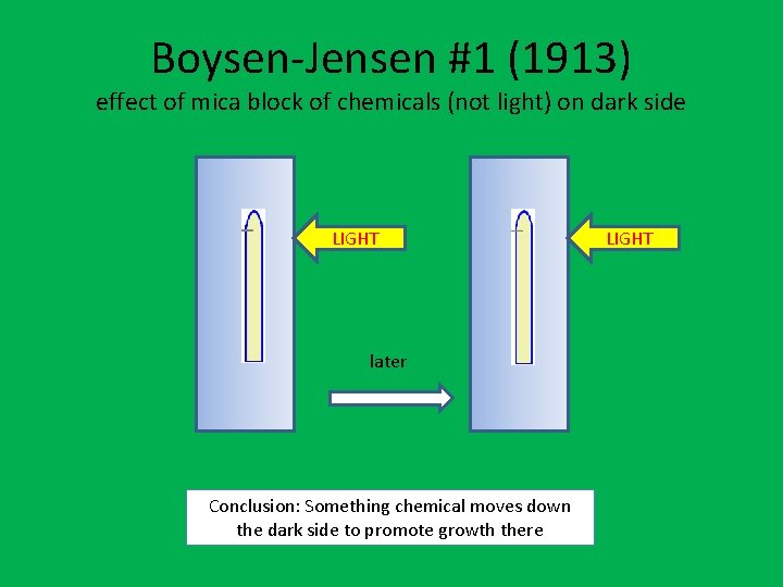 Boysen-Jensen #1 (1913) effect of mica block of chemicals (not light) on dark side