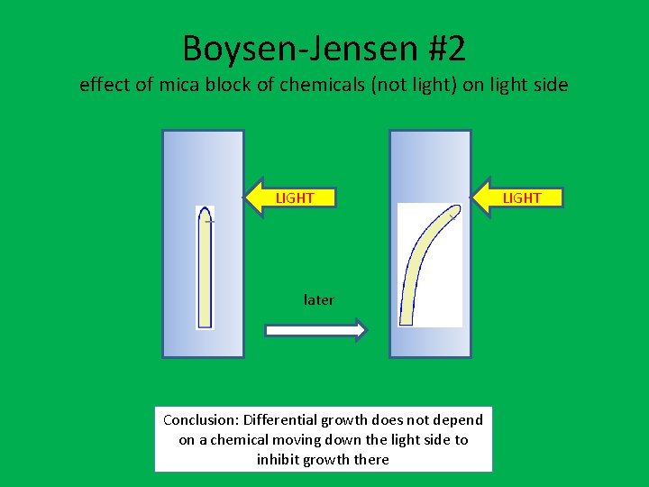 Boysen-Jensen #2 effect of mica block of chemicals (not light) on light side LIGHT