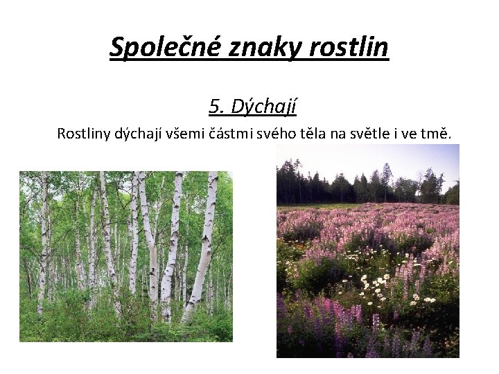 Společné znaky rostlin 5. Dýchají Rostliny dýchají všemi částmi svého těla na světle i