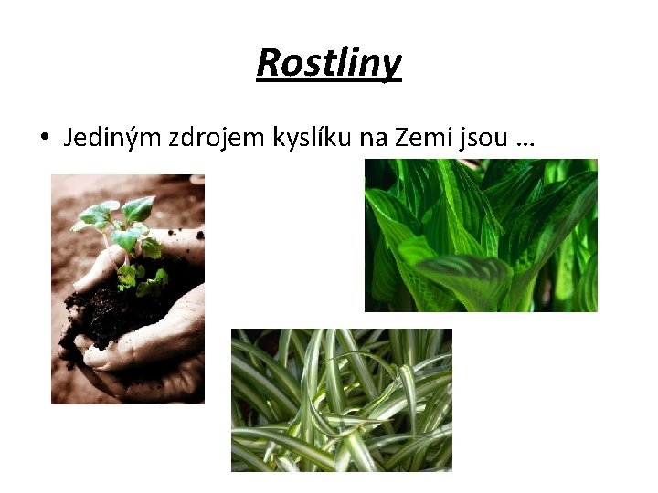 Rostliny • Jediným zdrojem kyslíku na Zemi jsou … 