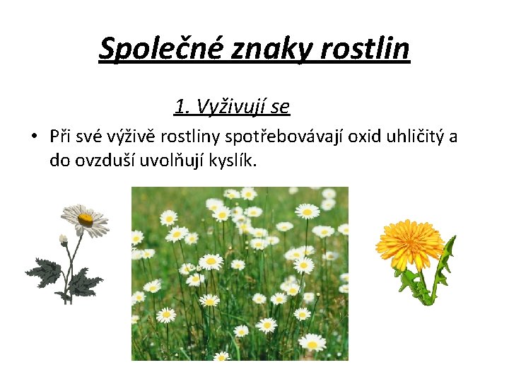 Společné znaky rostlin 1. Vyživují se • Při své výživě rostliny spotřebovávají oxid uhličitý