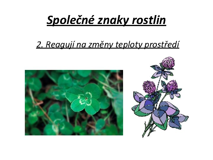 Společné znaky rostlin 2. Reagují na změny teploty prostředí 