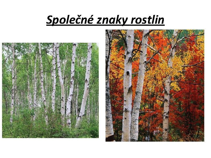 Společné znaky rostlin 