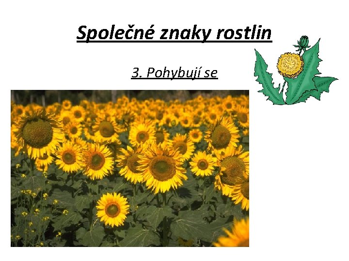 Společné znaky rostlin 3. Pohybují se 
