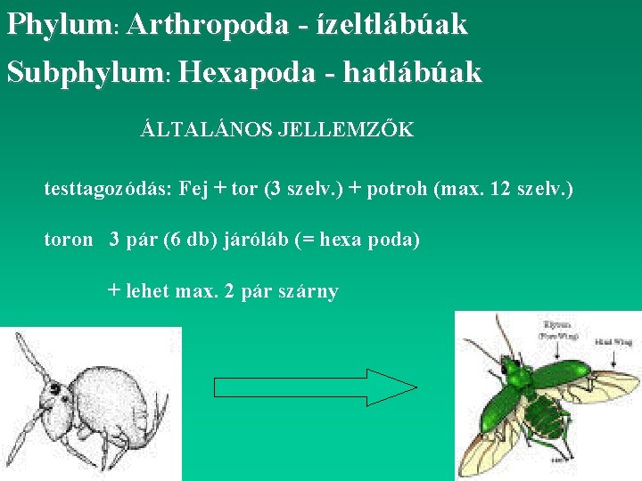 Phylum: Arthropoda - ízeltlábúak Subphylum: Hexapoda - hatlábúak ÁLTALÁNOS JELLEMZŐK testtagozódás: Fej + tor