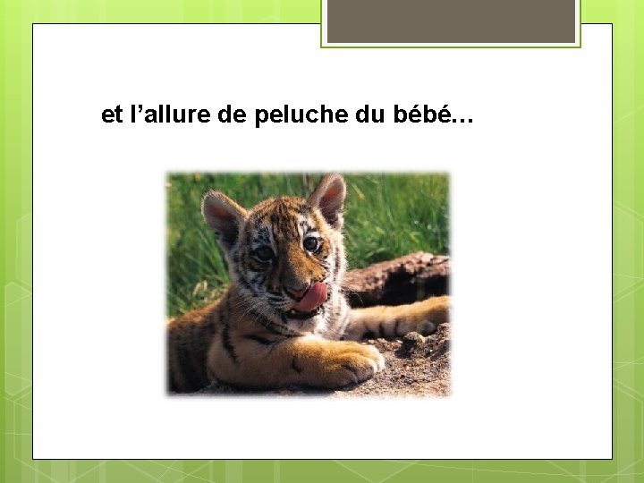 et l’allure de peluche du bébé… 