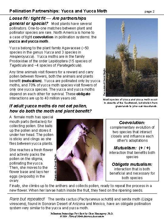 Pollination Partnerships: Yucca and Yucca Moth page 2 Loose fit / tight fit ––