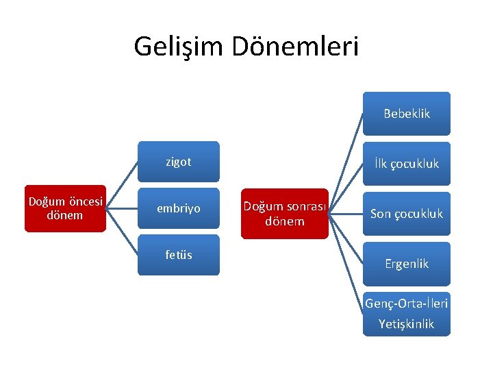 Gelişim Dönemleri Bebeklik zigot Doğum öncesi dönem embriyo fetüs İlk çocukluk Doğum sonrası dönem Gelişim Dönemleri Bebeklik zigot Doğum öncesi dönem embriyo fetüs İlk çocukluk Doğum sonrası dönem