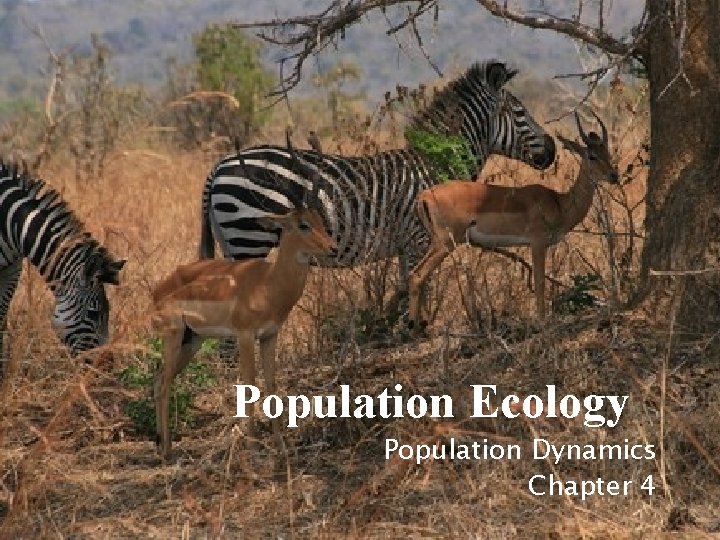 Population Ecology Population Dynamics Chapter 4 