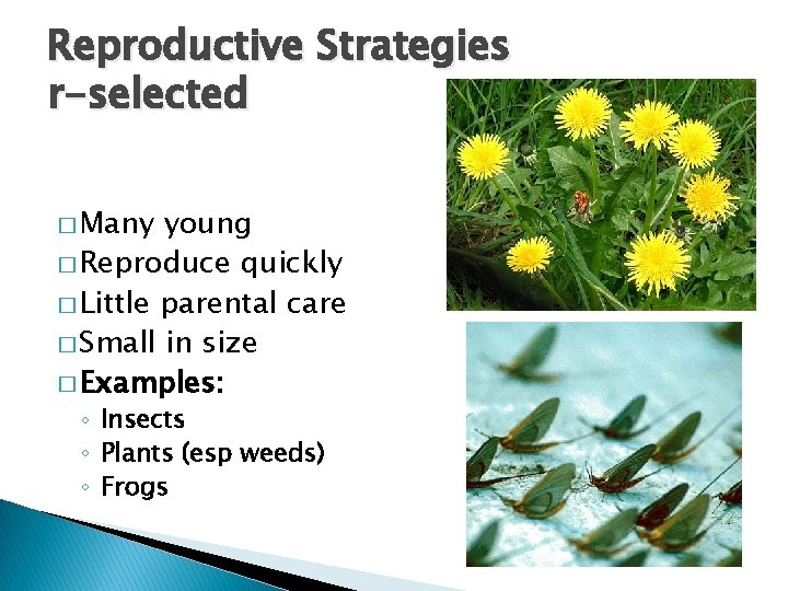 Reproductive Strategies r-selected � Many young � Reproduce quickly � Little parental care �