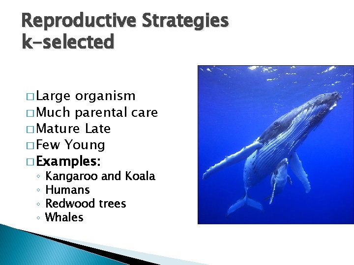 Reproductive Strategies k-selected � Large organism � Much parental care � Mature Late �