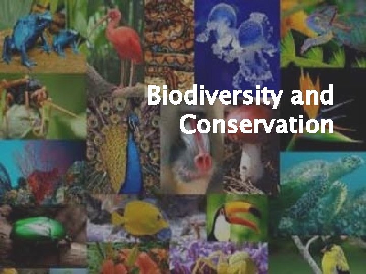 Biodiversity and Conservation 