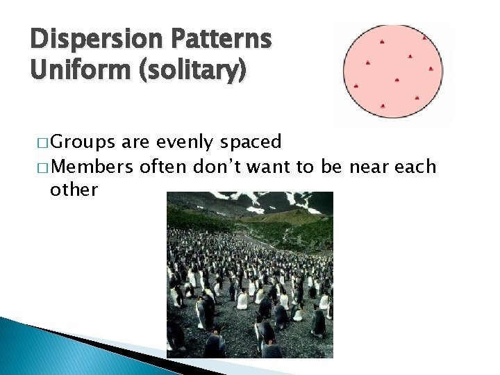 Dispersion Patterns Uniform (solitary) � Groups are evenly spaced � Members often don’t want