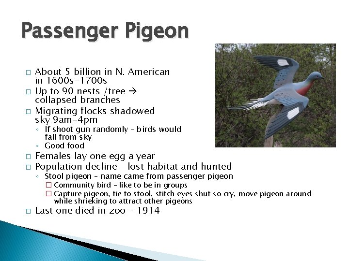 Passenger Pigeon � � � About 5 billion in N. American in 1600 s-1700